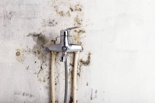 Best Emergency Mold Remediation in Western Springs, IL