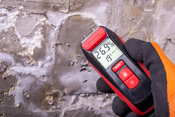 Best White Mold Remediation in Western Springs, IL