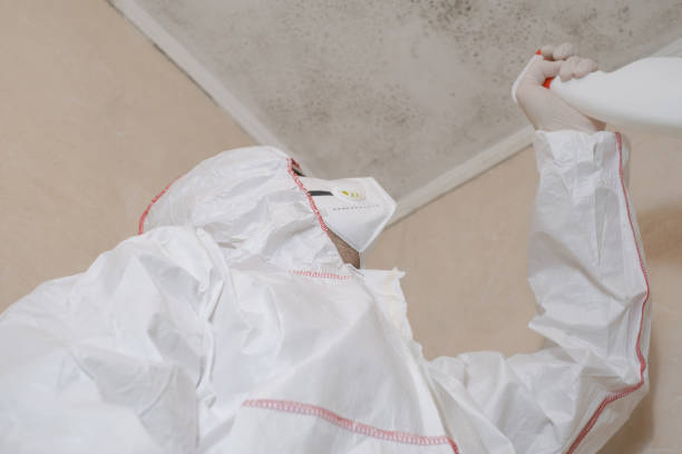 Best Industrial Mold Remediation in Western Springs, IL