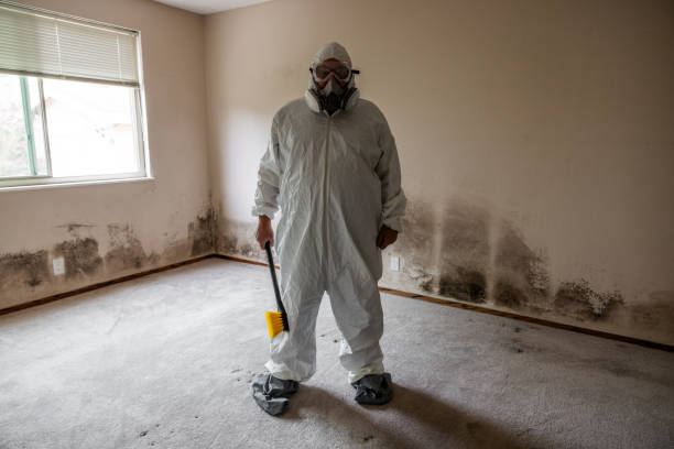Best Residential Mold Remediation in Western Springs, IL