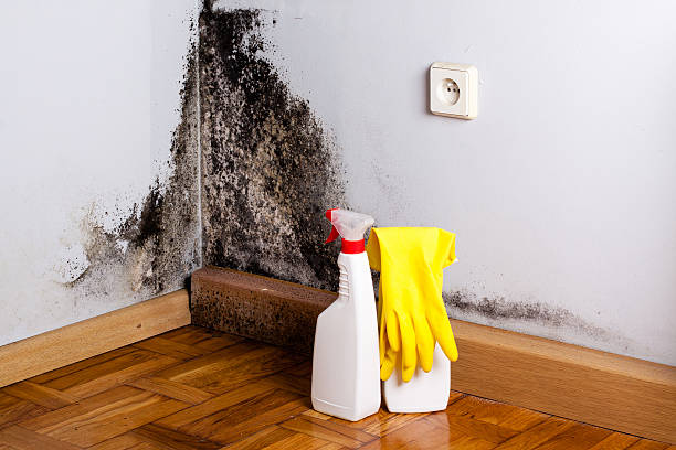 Best Attic Mold Remediation in Western Springs, IL